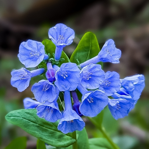 Welcome to Memento Story! - Picture 3 of 3